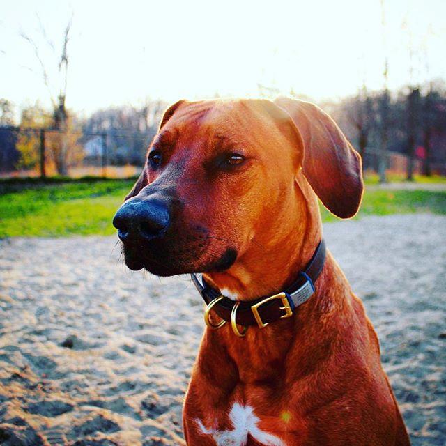 The Pet ID Slate 13mm