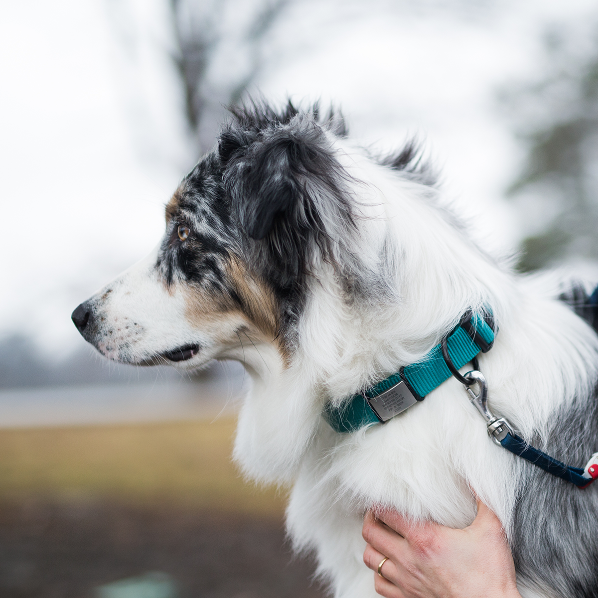 The Pet ID Slate 19mm