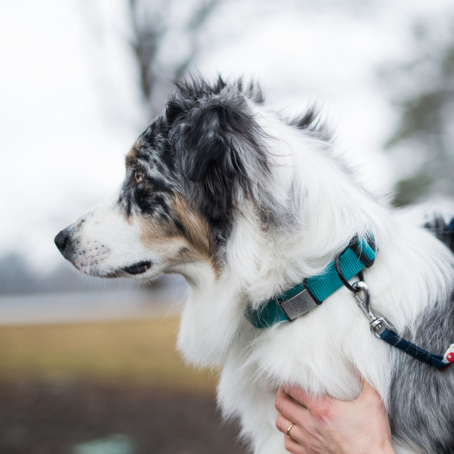 The Pet ID Slate 19mm